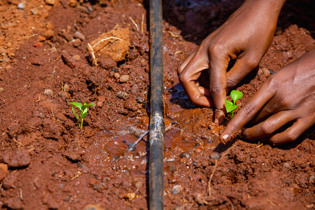 Someone planting crop