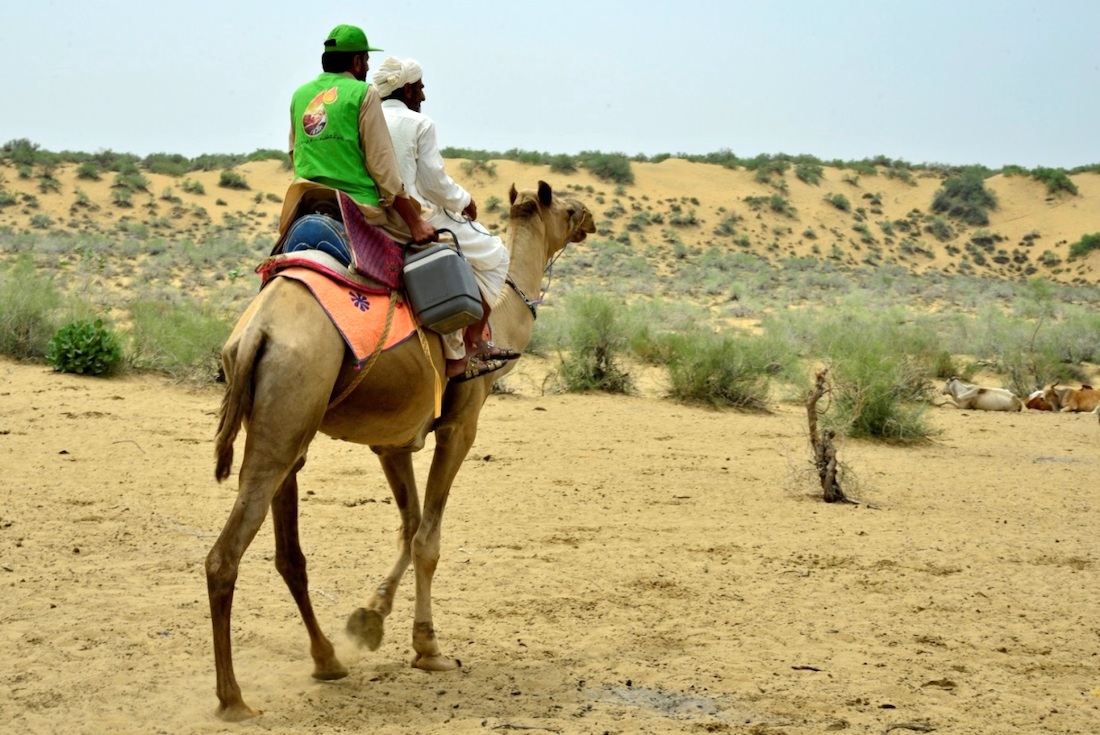 Vaccinators traverse rural Pakistan by camel to reach villages with otherwise inaccessible children.