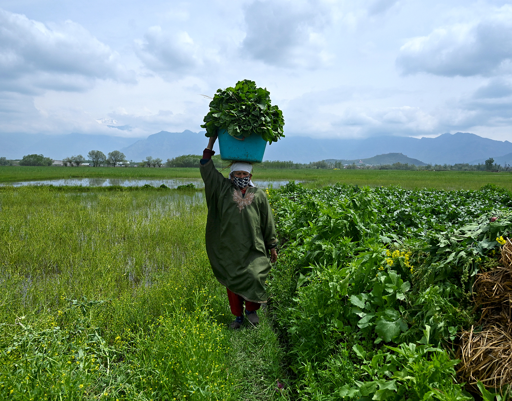 A woman carries a basket with vegetables recently harvested in Srinagar on April 20, 2020. | TAUSEEF MUSTAFA/AFP via Getty Images