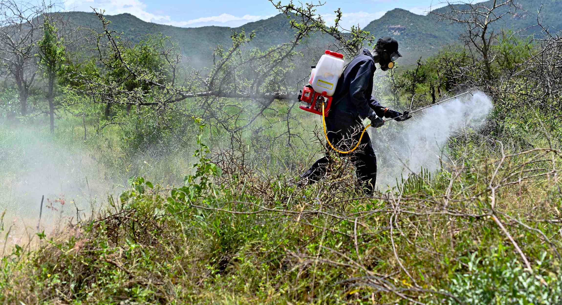 A community volunteer sprays pesticide on February 25, 2020 at a hatch site near Isiolo town in Isiolo county, eastern Kenya, where locust nymphs have hatched en masse. | TONY KARUMBA/AFP via Getty Images