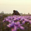 A man sits in a field of purple flowers.