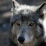 Photo: JASON CONNOLLY/AFP via Getty Images