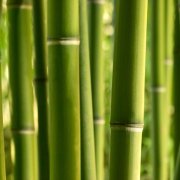 Global Economics Monthly: Can Turkey Breathe New Life into the G20?