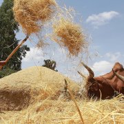 Photo: SOLAN GEMECHU/AFP/Getty Images