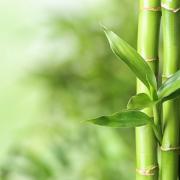 Photo: New Africa/Adobe Stock