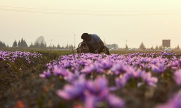 A man sits in a field of purple flowers.