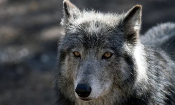 Photo: JASON CONNOLLY/AFP via Getty Images