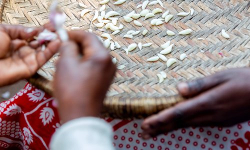 Lady peeling garlic