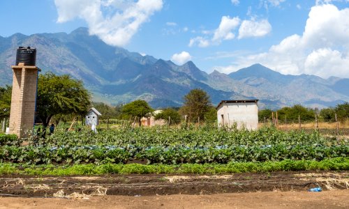 A field of crops with Tanzania's mountains in the background