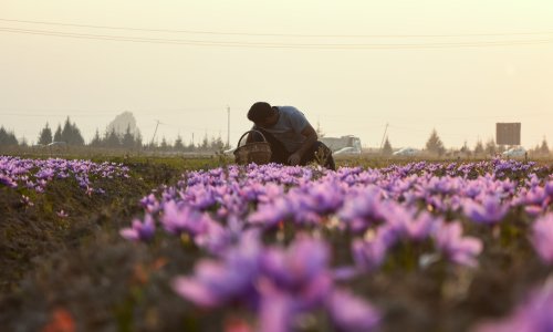A man sits in a field of purple flowers.
