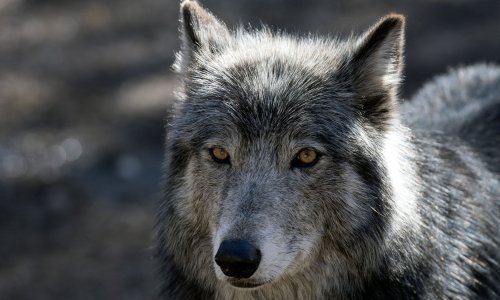 Photo: JASON CONNOLLY/AFP via Getty Images