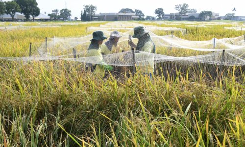 Photo: TED ALJIBE/AFP via Getty Images
