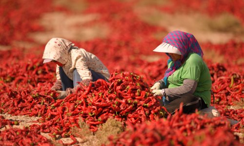 Photo: Que Hure/VCG via Getty Images