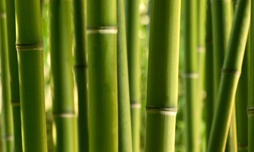 Photo: Adobe Stock