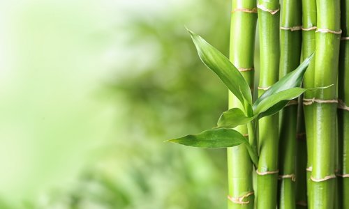 Photo: New Africa/Adobe Stock