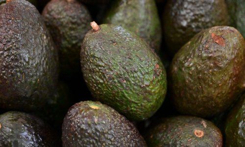 Photo: PEDRO PARDO/AFP via Getty Images