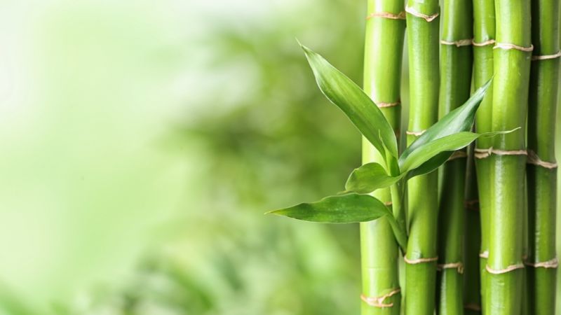 Photo: New Africa/Adobe Stock