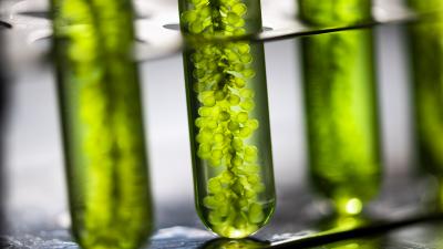 Photo: chokniti/Adobe Stock