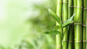 Photo: New Africa/Adobe Stock