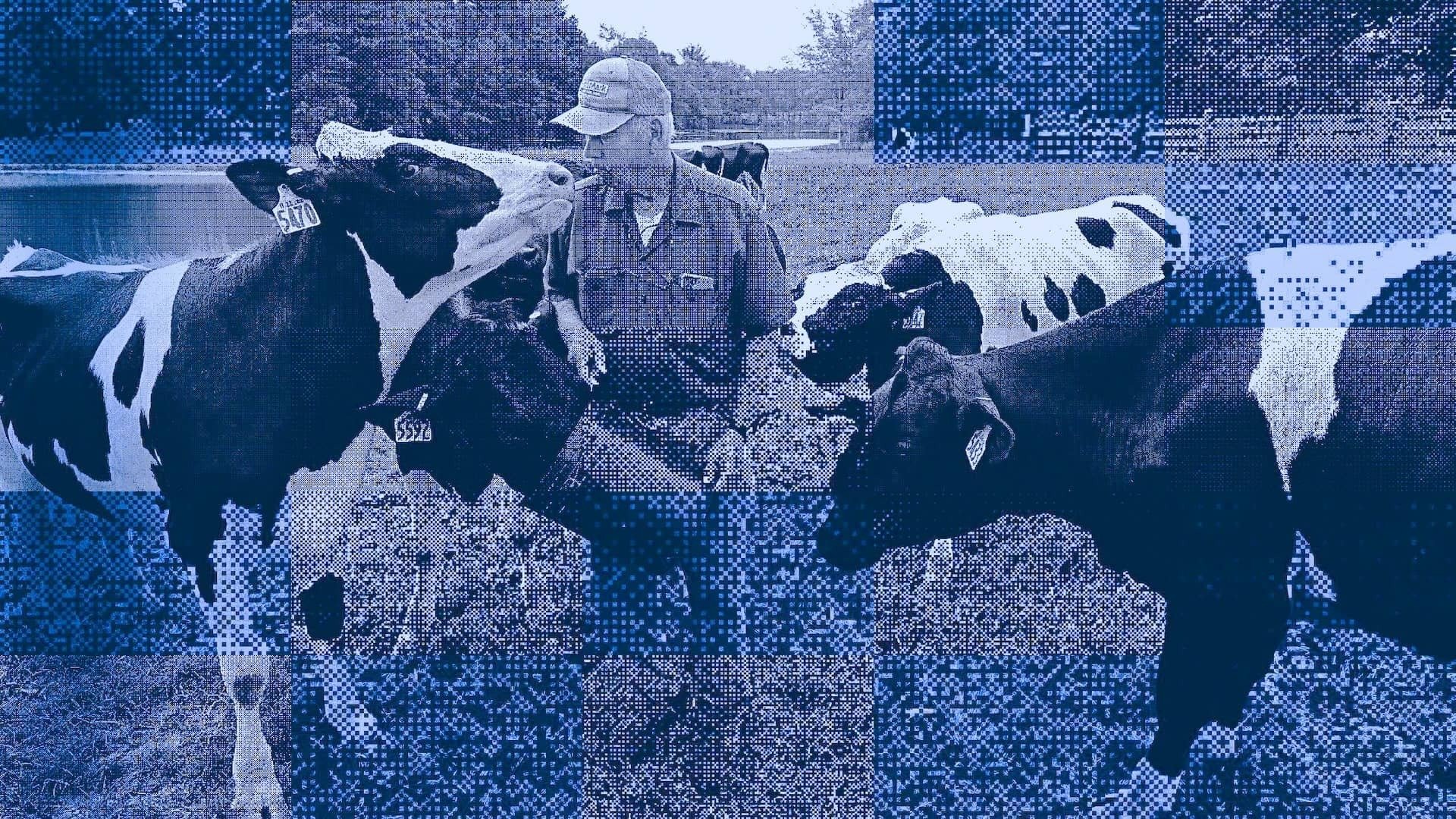 A dairy farmer shares a moment with a pregnant cow. | Modifications to photograph by Suzanne Kreiter/The Boston Globe via Getty Images